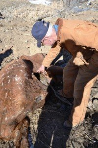 12/30/15 Miller cattle mutilation site.