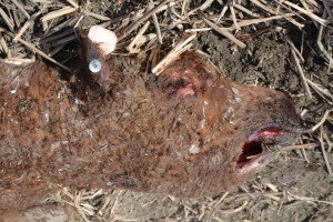 12/30/15 Miller cattle mutilation site.
