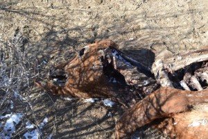 12/30/15 Miller cattle mutilation site.