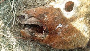 12/30/15 Miller cattle mutilation site.