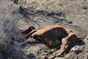 12/30/15 Miller cattle mutilation site.