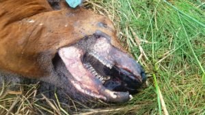 07-14-18 cow mutilation