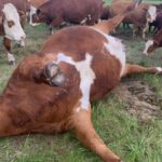 Canadian Cattle Mutilation